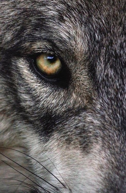 Глаз волка
