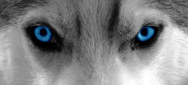 Глаза волчицы