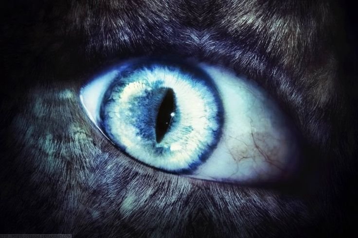 Волчьи глаза