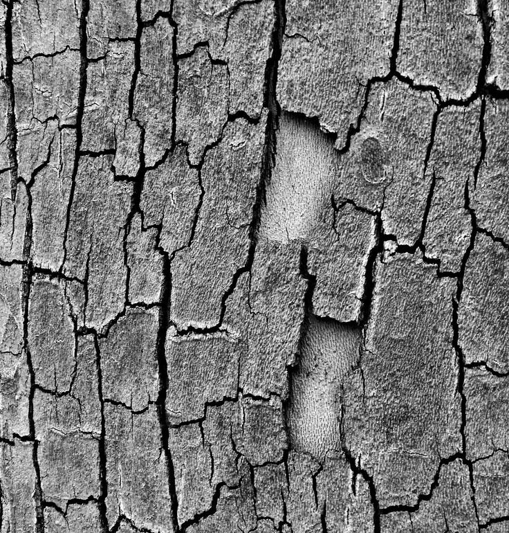 Кора дерева Альфа карта