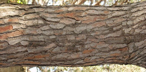 Бороздчатая кора