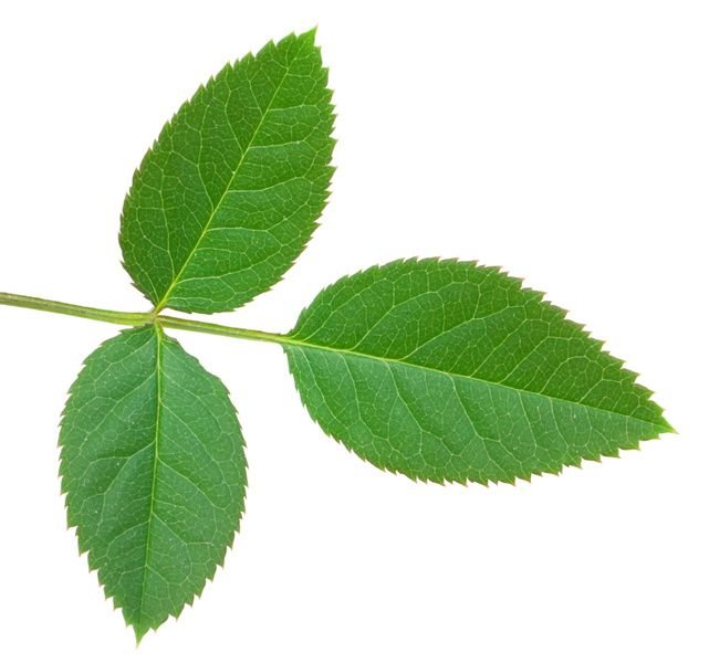 Листья розы