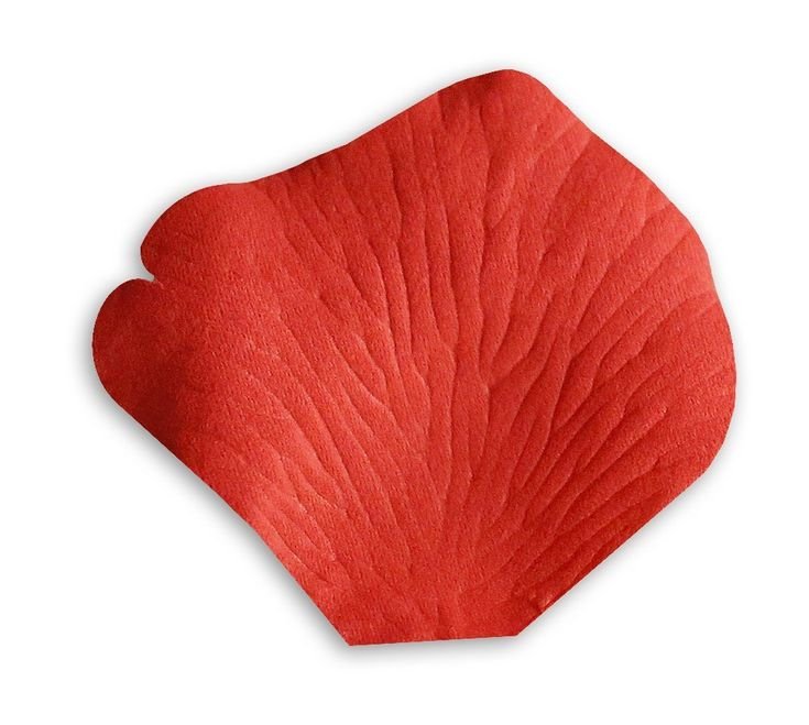 Фактура лепестка розы