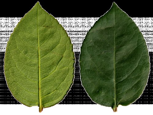 Зеленый лист