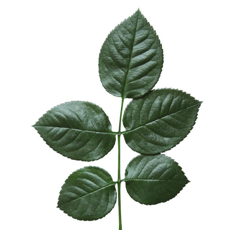 Листья розы