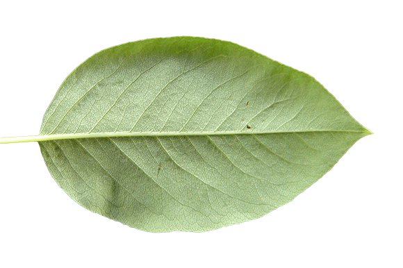 Текстура листа