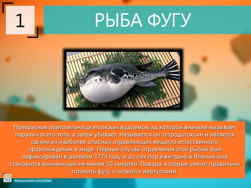 Рыба фугу интересные факты