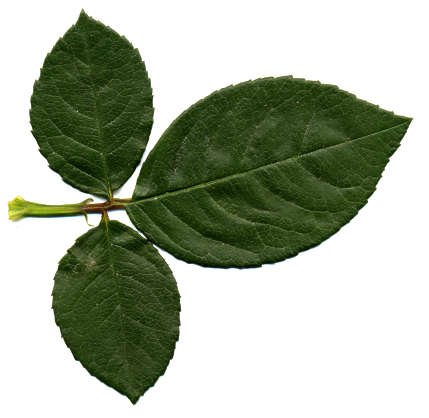 Листья розы