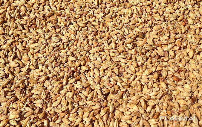 Солод зерно