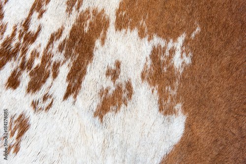 Кожа коровы