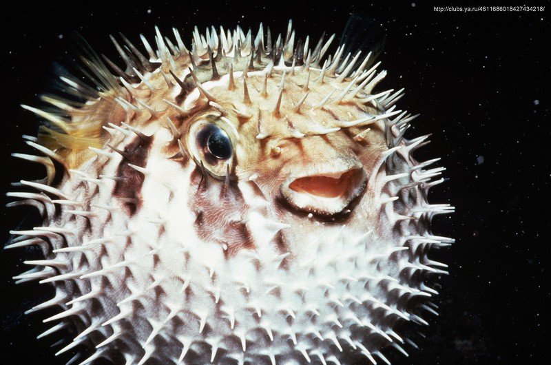 Рыба еж фугу