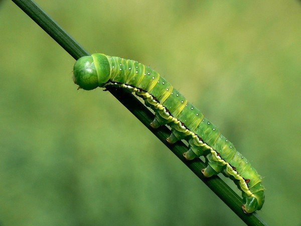 Катерпиллер гусеница