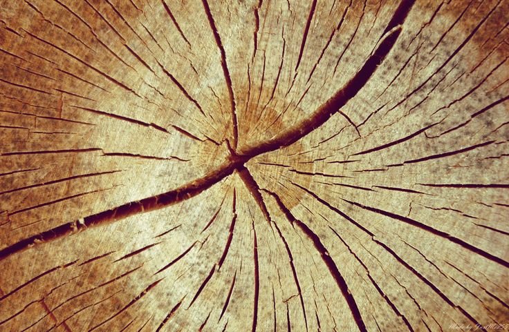 Текстура древесины
