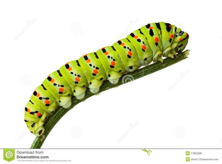 Вундеркинд с пеленок карточки насекомые