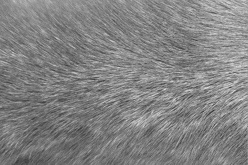 серой шерсти