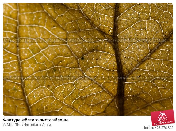 листьев яблони