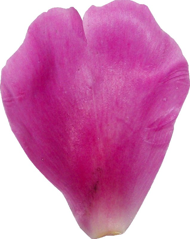 Текстура цветка лепестка