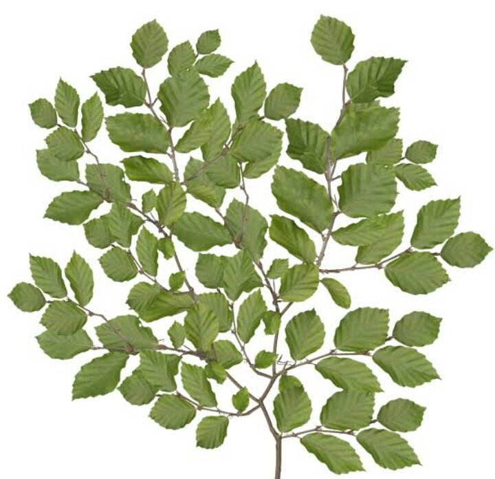 Веточка березы