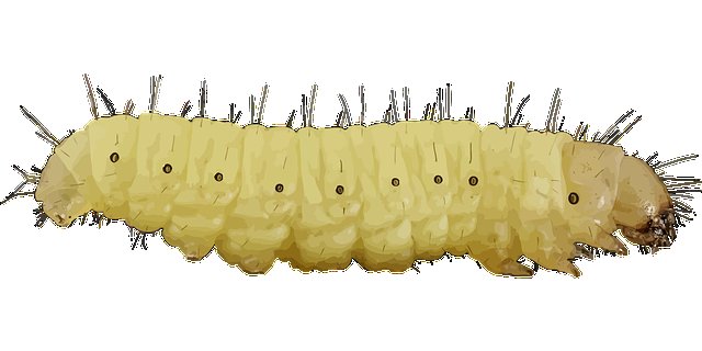 ЛАРВА гусеница