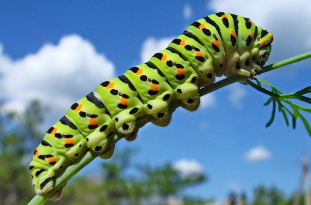 Гусеница бабочки Махаон