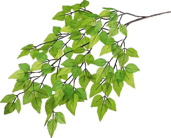 Веточка дерева