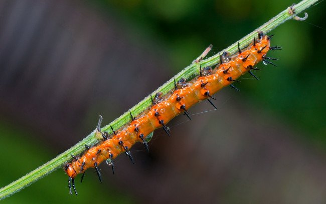 Текстура гусеницы