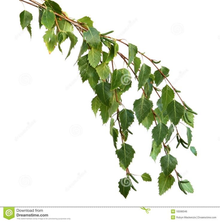 Веточка березы