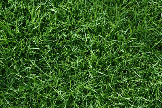 Текстура травы