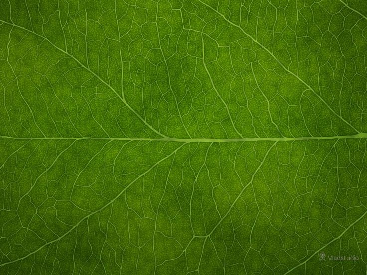 Текстура листвы