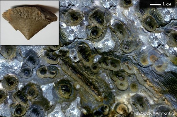 Текстура Cone-in-Cone