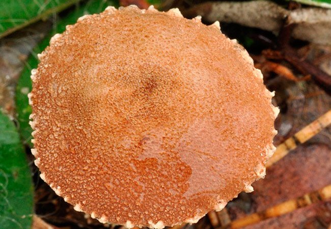 Текстура шляпки гриба