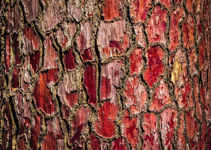 Кора дерева