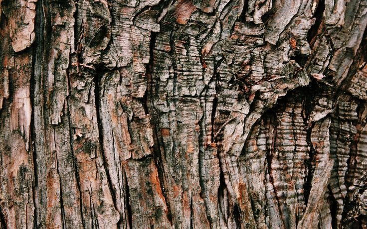 Бороздчатая кора