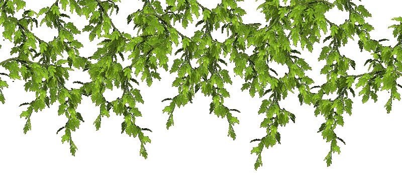 Ветка с листьями