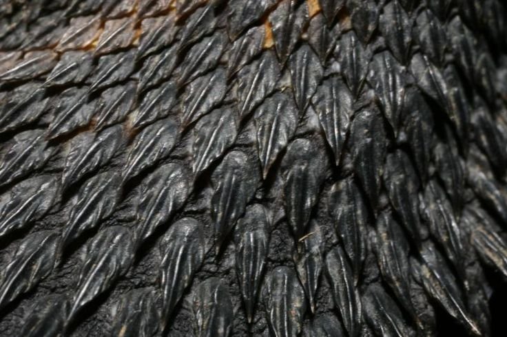 Чешуя меланофор