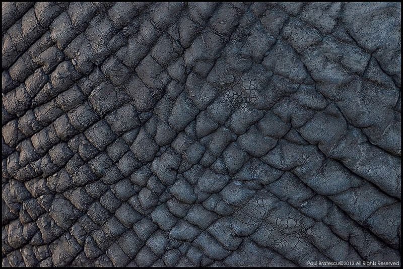 Текстура кожи