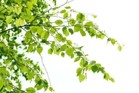 Веточка березы