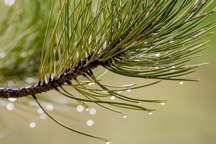 Хвоинки сосны обыкновенной