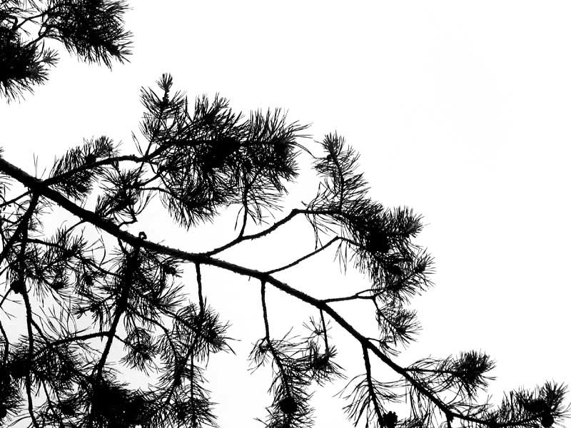 Хвойные ветки