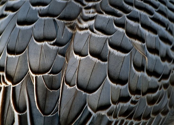 Фактура перьев