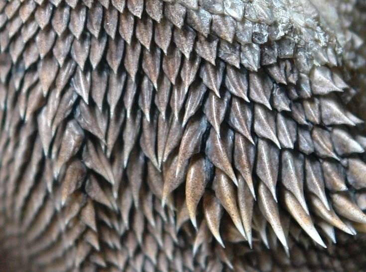 Dragon Skin – «шкура дракона»