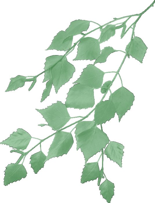 Ветки береза