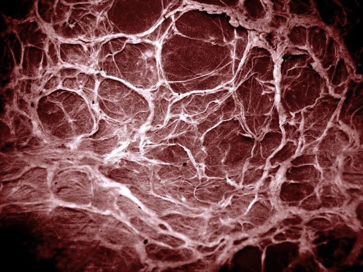 рваной кожи