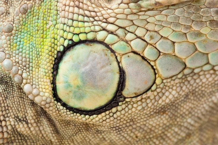 Кожа игуаны