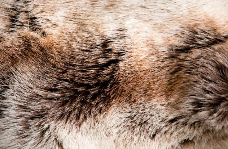 Шкуры животных