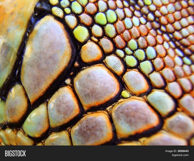 Чешуя варана Макросъемка