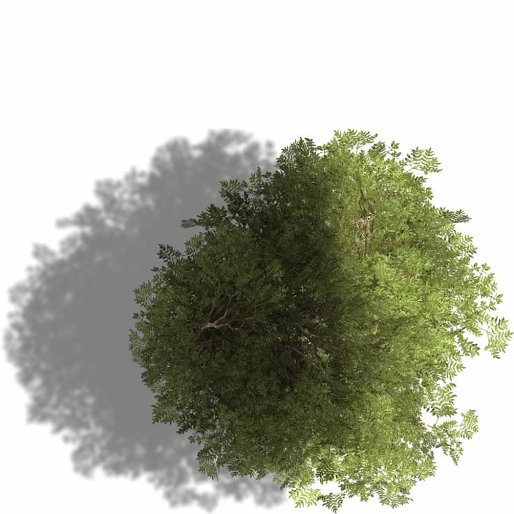 Деревья сверху