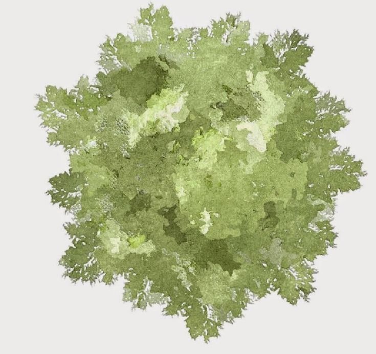 Деревья вид сверху