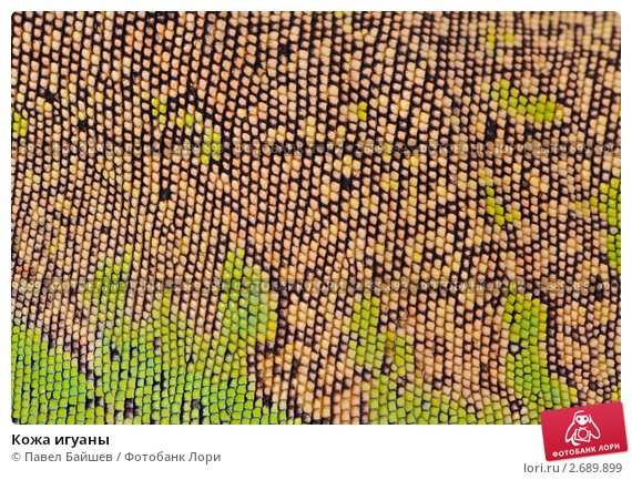 Шкура игуаны