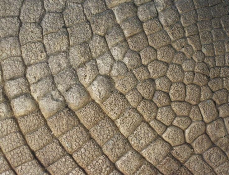 Чешуя динозавра